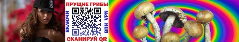 ОМГ ОМГ ONION  Невинномысск  Псилоцибиновые грибы Psilocybine cubensis  даркнет сайт 